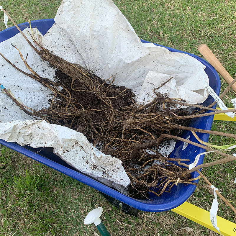 Unbagging the freshly-delivered Bare-root plants