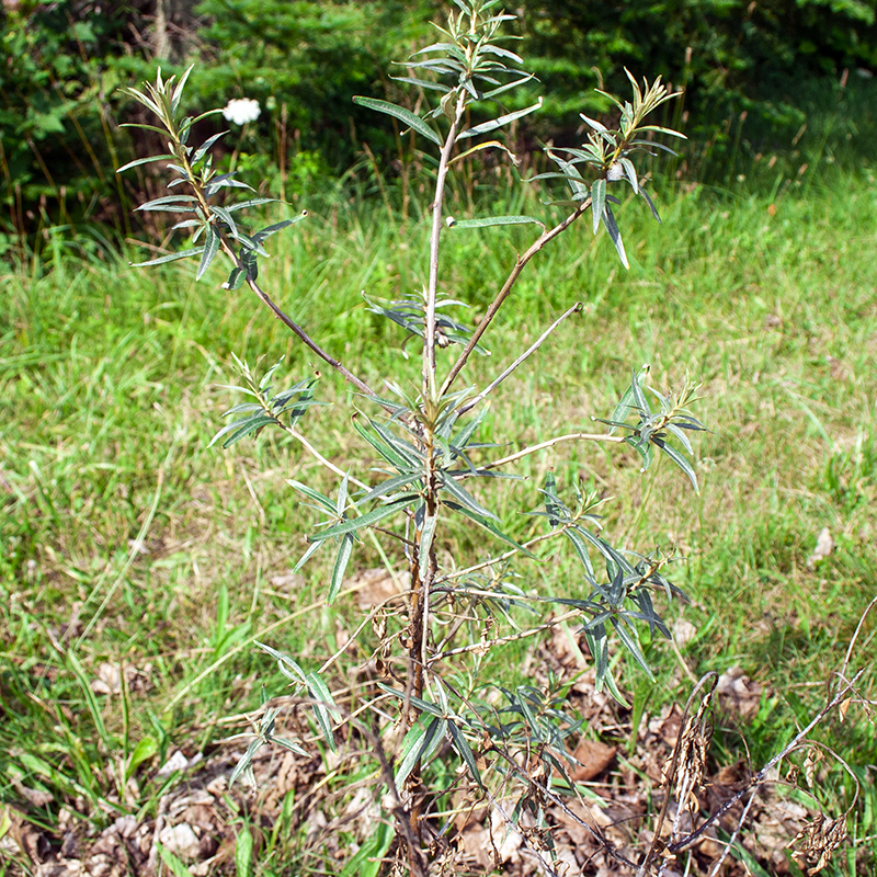 Seabuckthorn